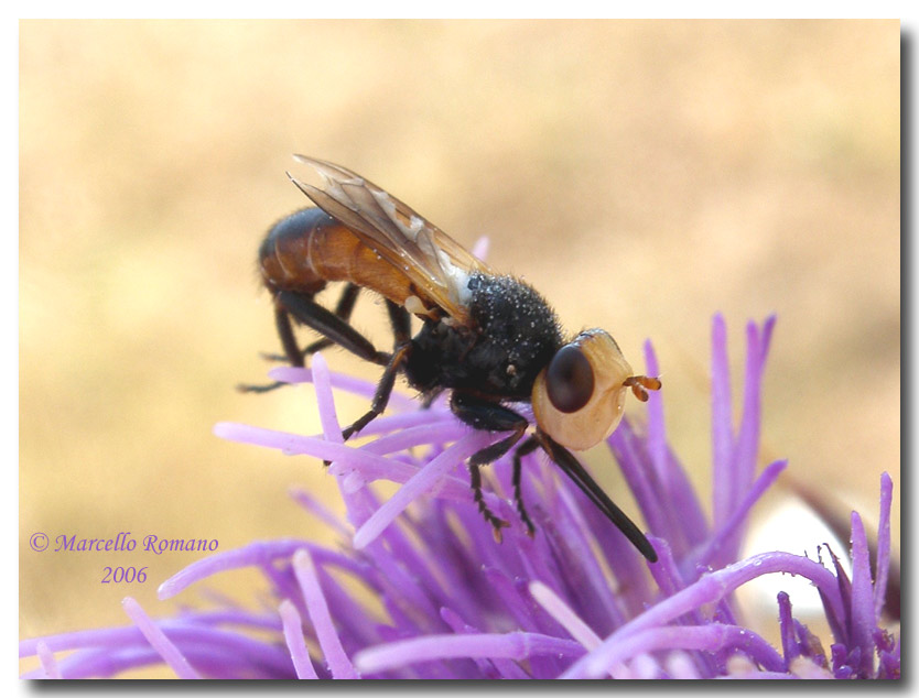 X-Fly  :  Melanosoma bicolor (Conopidae)